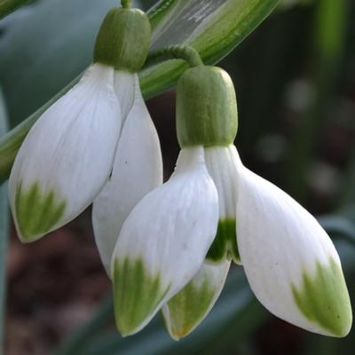 galanthus-pausbacke