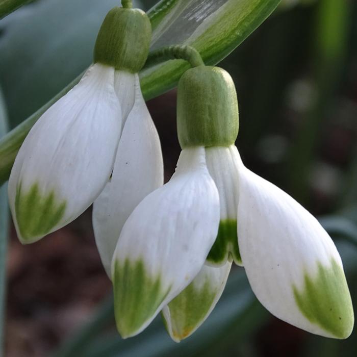 Galanthus 'Pausbacke' plant