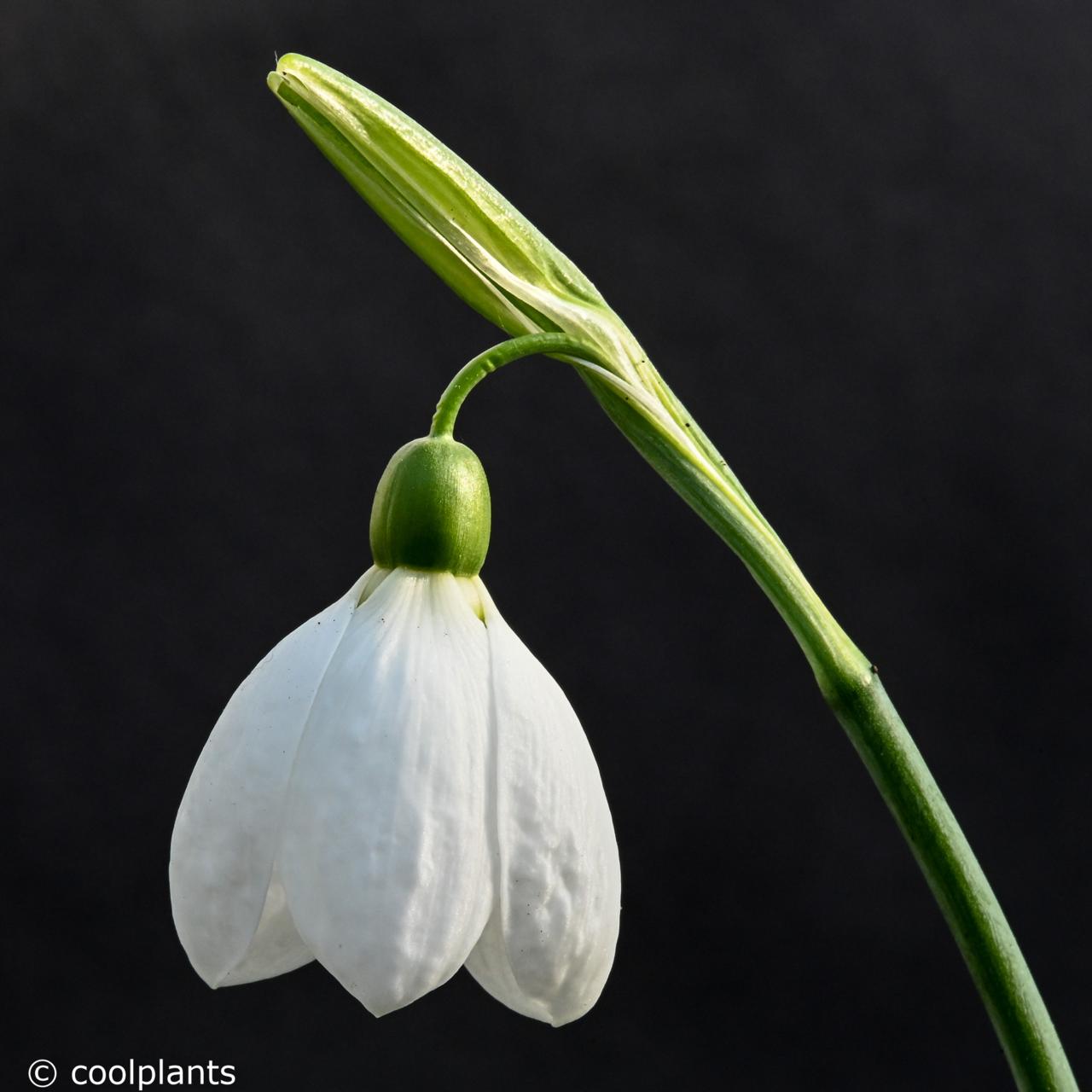 Galanthus 'Peardrop' plant