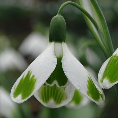 galanthus-pieces-of-eight_400.jpeg