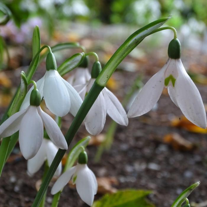Galanthus reginae-olgae 'Pink Panther' plant