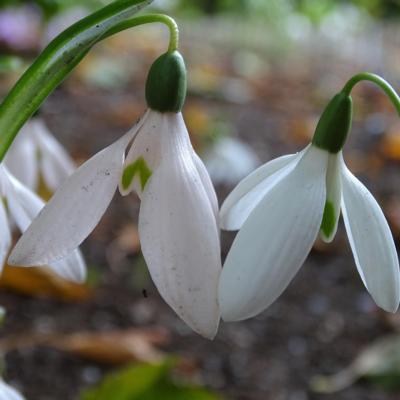 galanthus-pink-panther_400.jpeg
