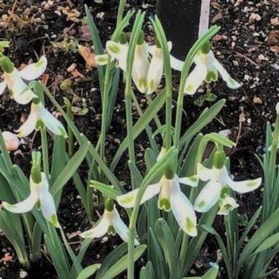 galanthus-pixie_400.jpeg