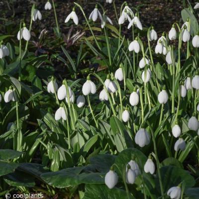 galanthus-plicatus-augustus_1_400.jpeg