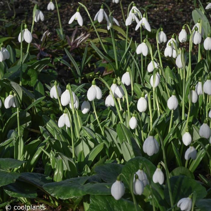 Galanthus plicatus 'Augustus' plant