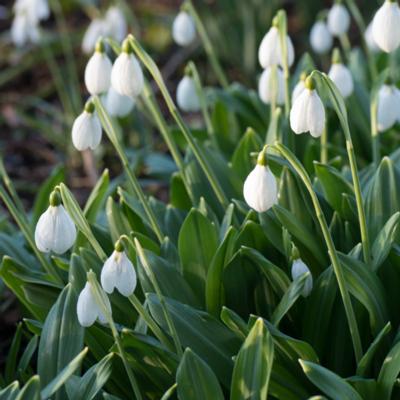 galanthus-plicatus-augustus