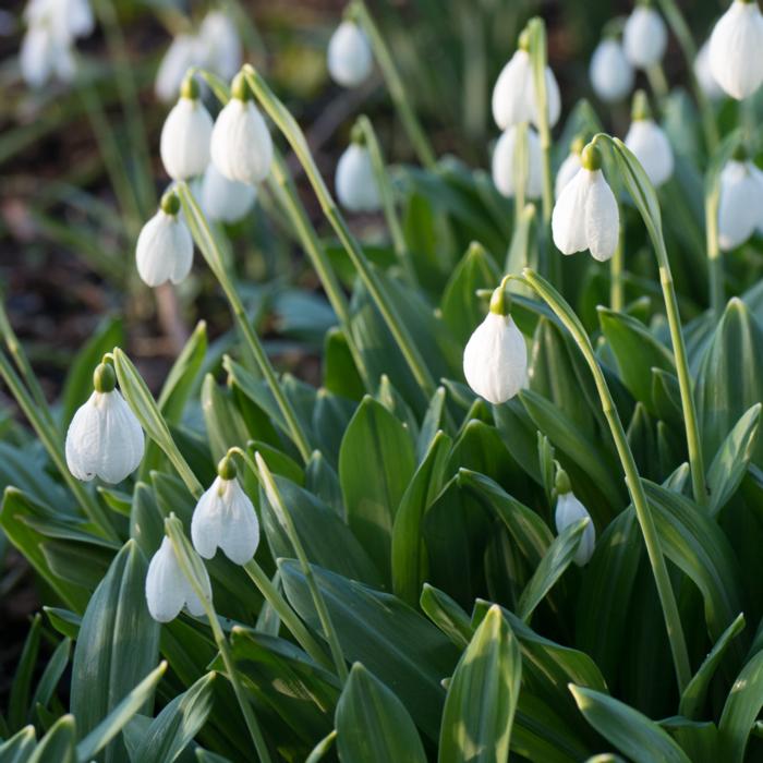 Galanthus plicatus 'Augustus' plant