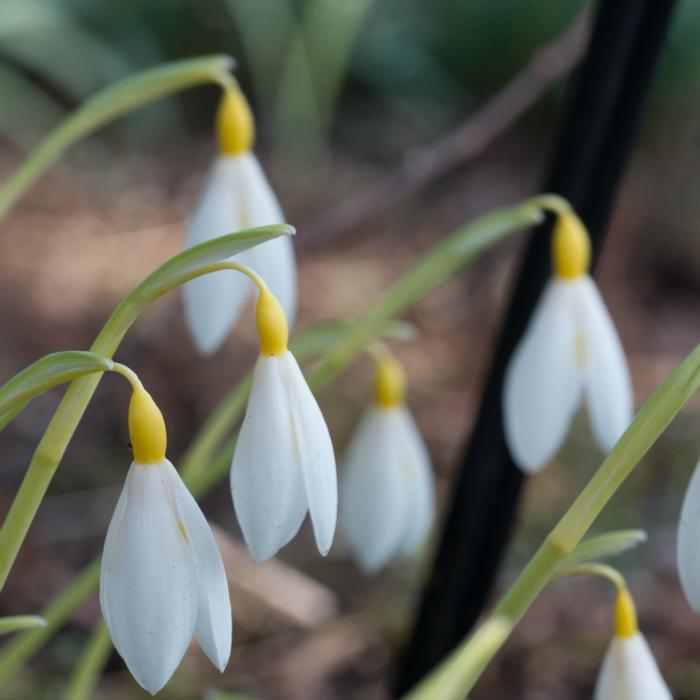 Galanthus plicatus 'Bill Clark' plant