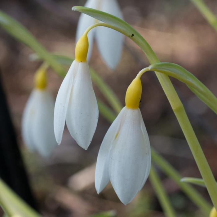 Galanthus plicatus 'Bill Clark' plant