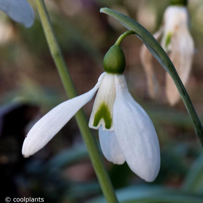 Galanthus plicatus 'Colossus' plant