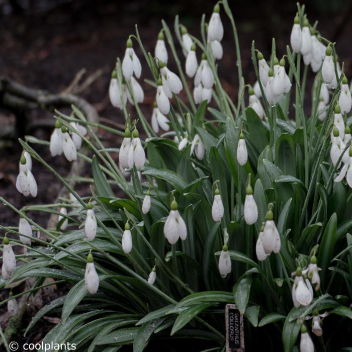 Galanthus plicatus 'Colossus' plant