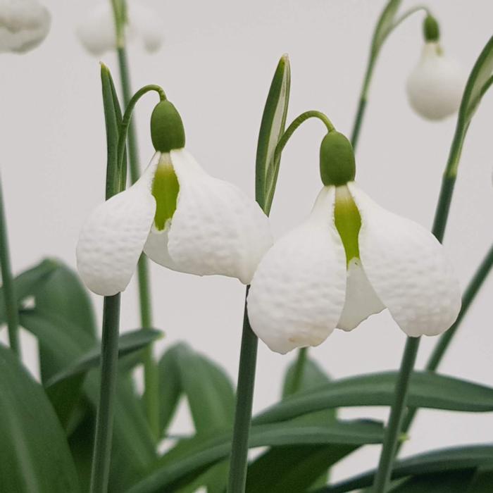 Galanthus plicatus 'Diggory' plant