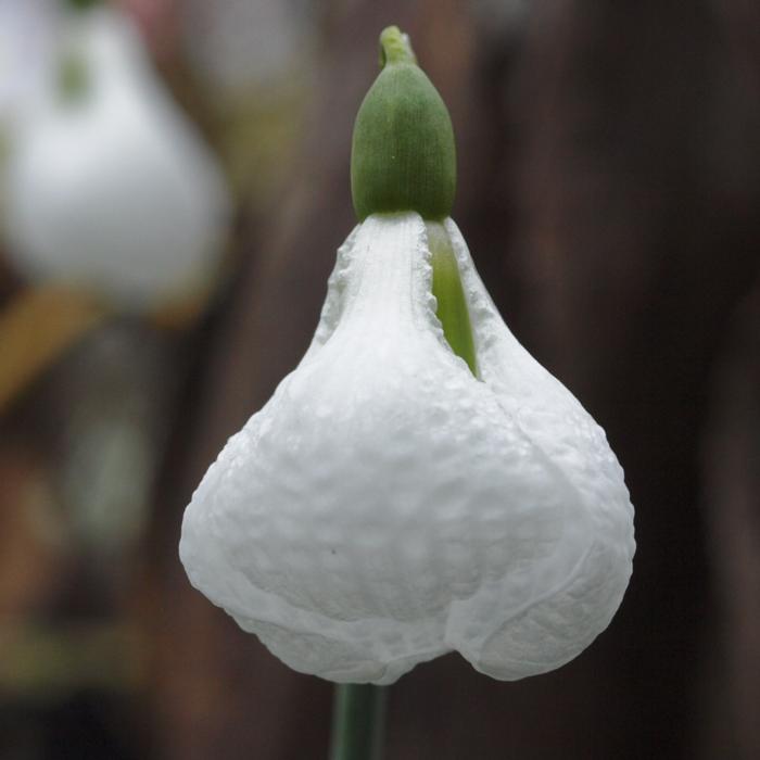 Galanthus plicatus 'Diggory' plant