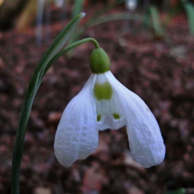 galanthus-plicatus-fatty-puff_400.jpeg