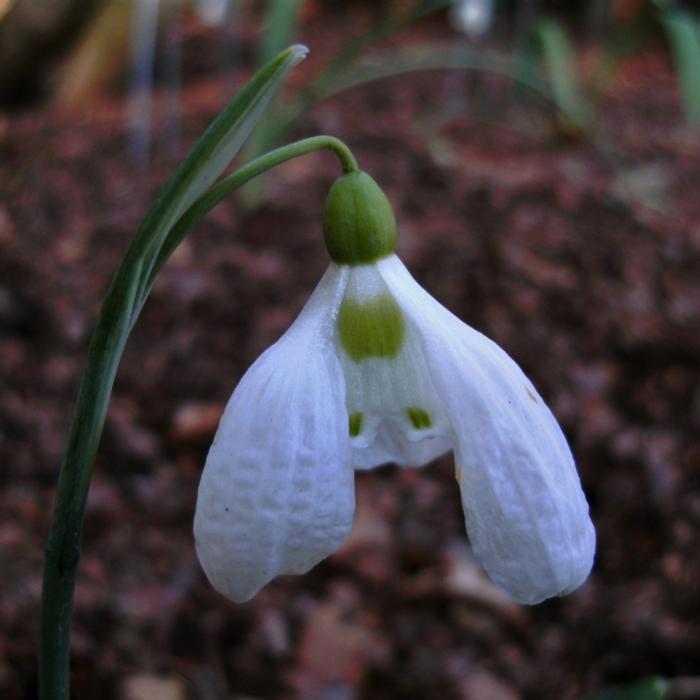 Galanthus plicatus 'Fatty Puff' plant