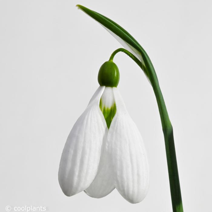 Galanthus plicatus 'Glenorma' plant