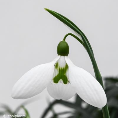 galanthus-plicatus-glenorma_400.jpeg