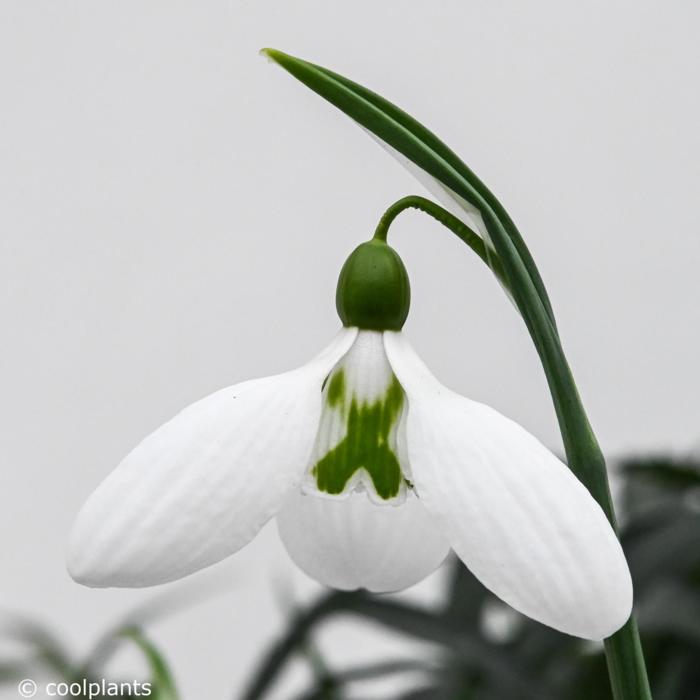 Galanthus plicatus 'Glenorma' plant