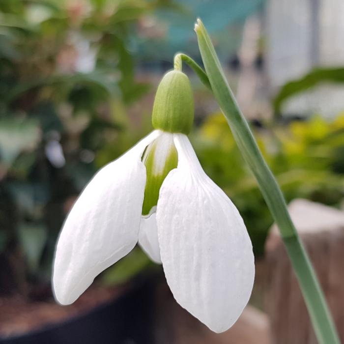 Galanthus plicatus 'John Long' plant