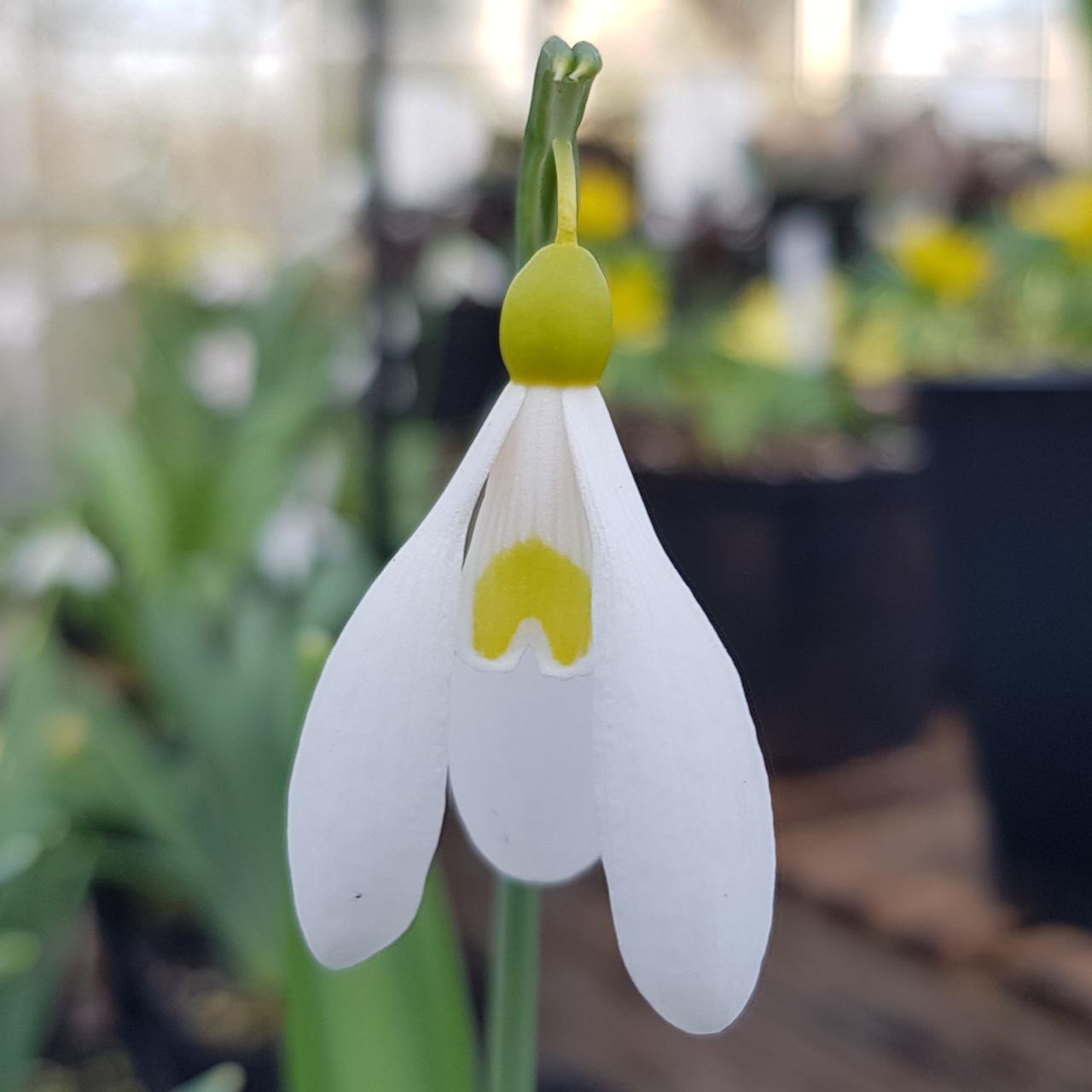 Galanthus plicatus 'Madeleine' plant