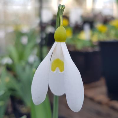 galanthus-plicatus-madeleine_400.jpeg