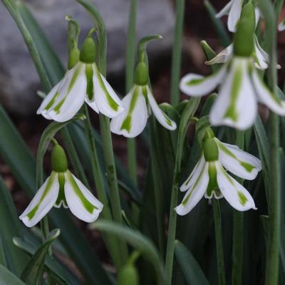 galanthus-plicatus-philippe-andre-meyer_1_400.jpeg