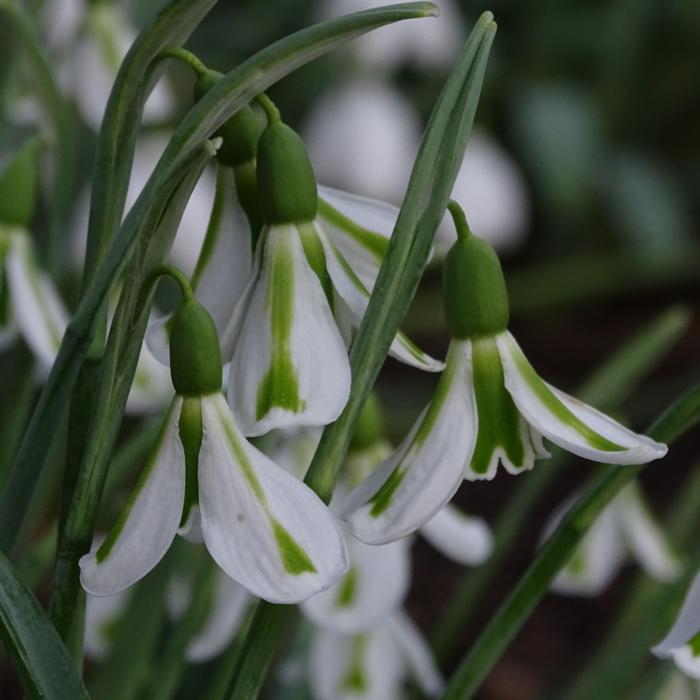 Galanthus plicatus 'Philippe Andre Meyer' plant