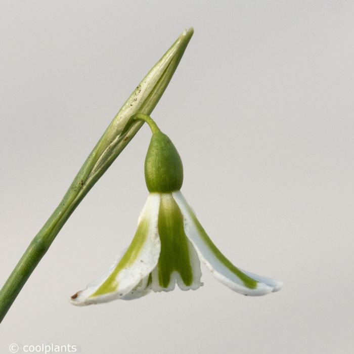 Galanthus plicatus 'Philippe Andre Meyer' plant