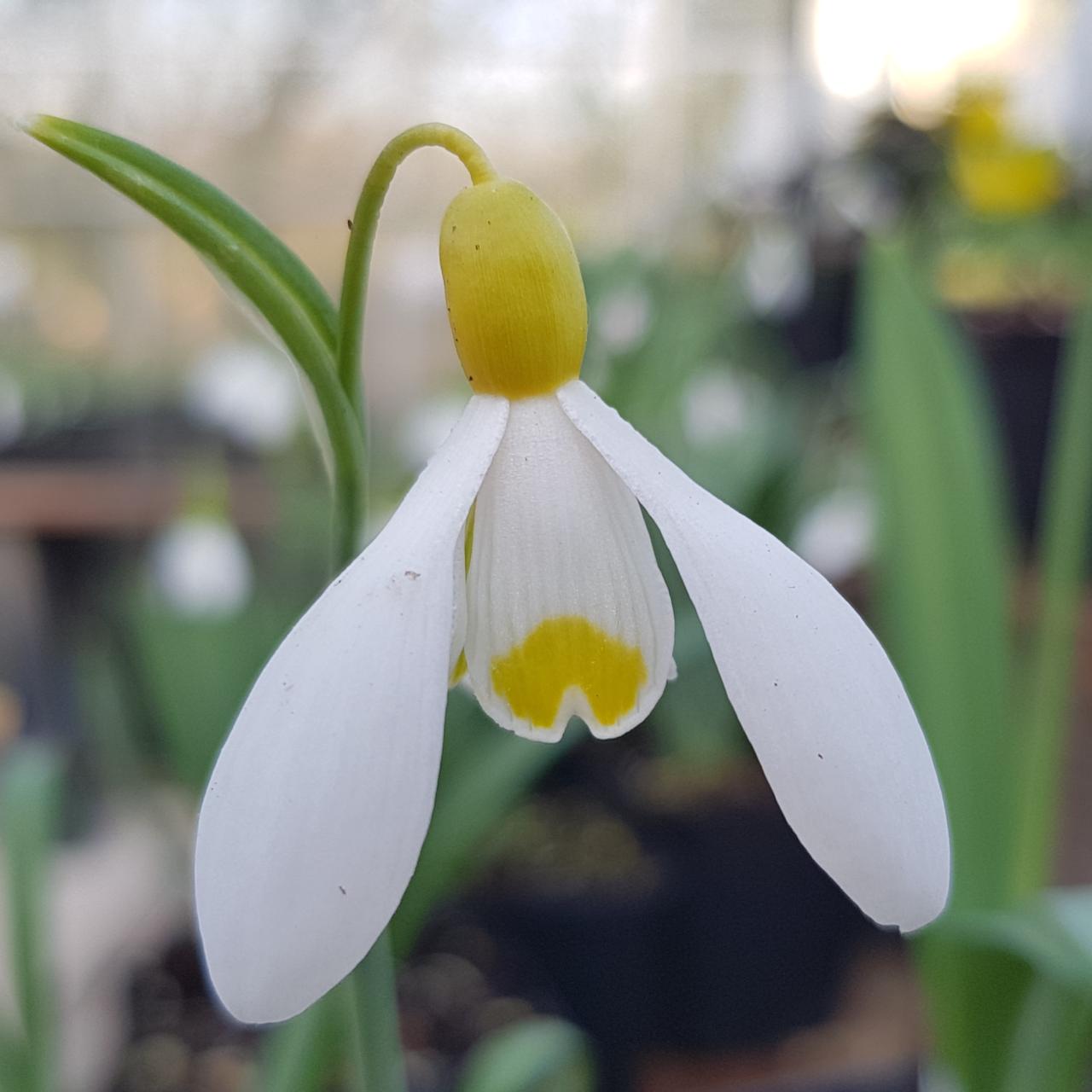 Galanthus plicatus 'Primrose Warburg' plant