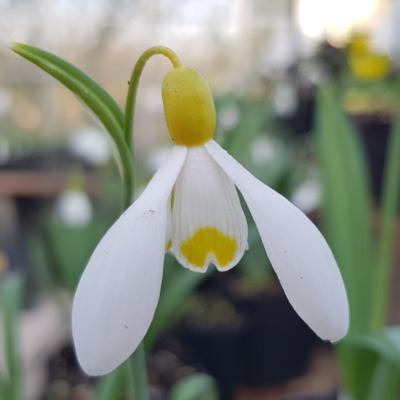 galanthus-plicatus-primrose-warburg