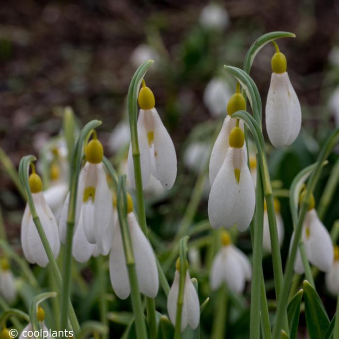 Galanthus plicatus 'Sarah Dumont' plant