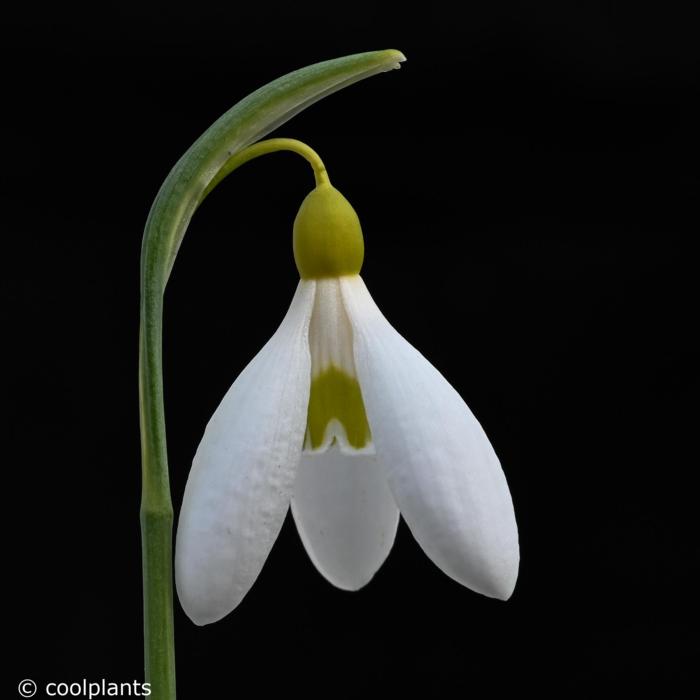 Galanthus plicatus 'Sarah Dumont' plant