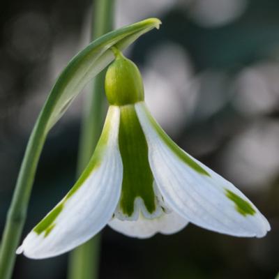 galanthus-plicatus-south-hayes_400.jpeg