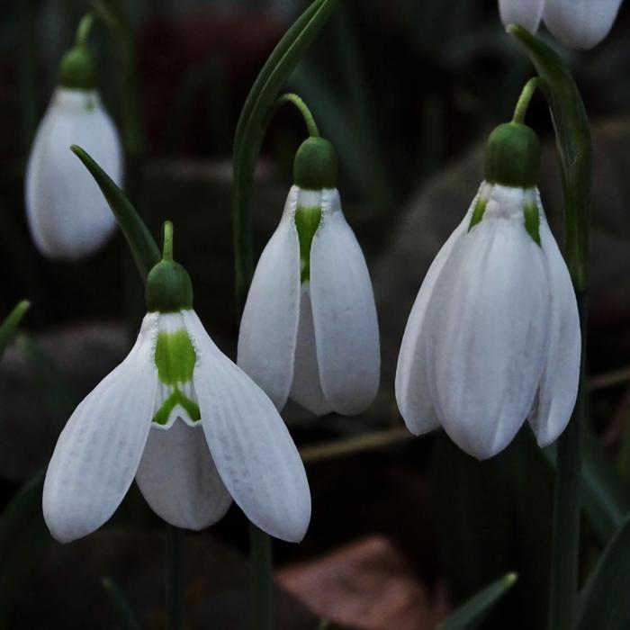 Galanthus plicatus 'Three Ships' plant