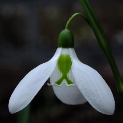 galanthus-plicatus-tree-ships_400.jpeg