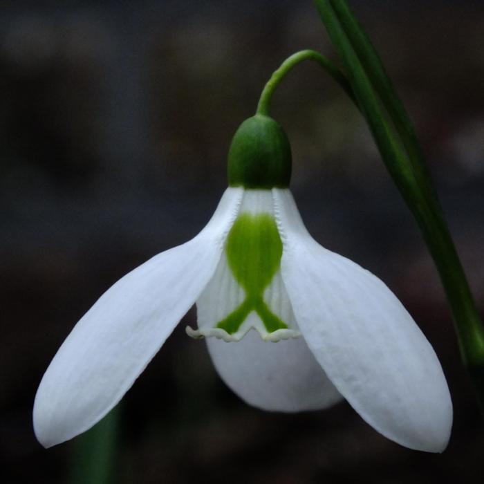 Galanthus plicatus 'Three Ships' plant