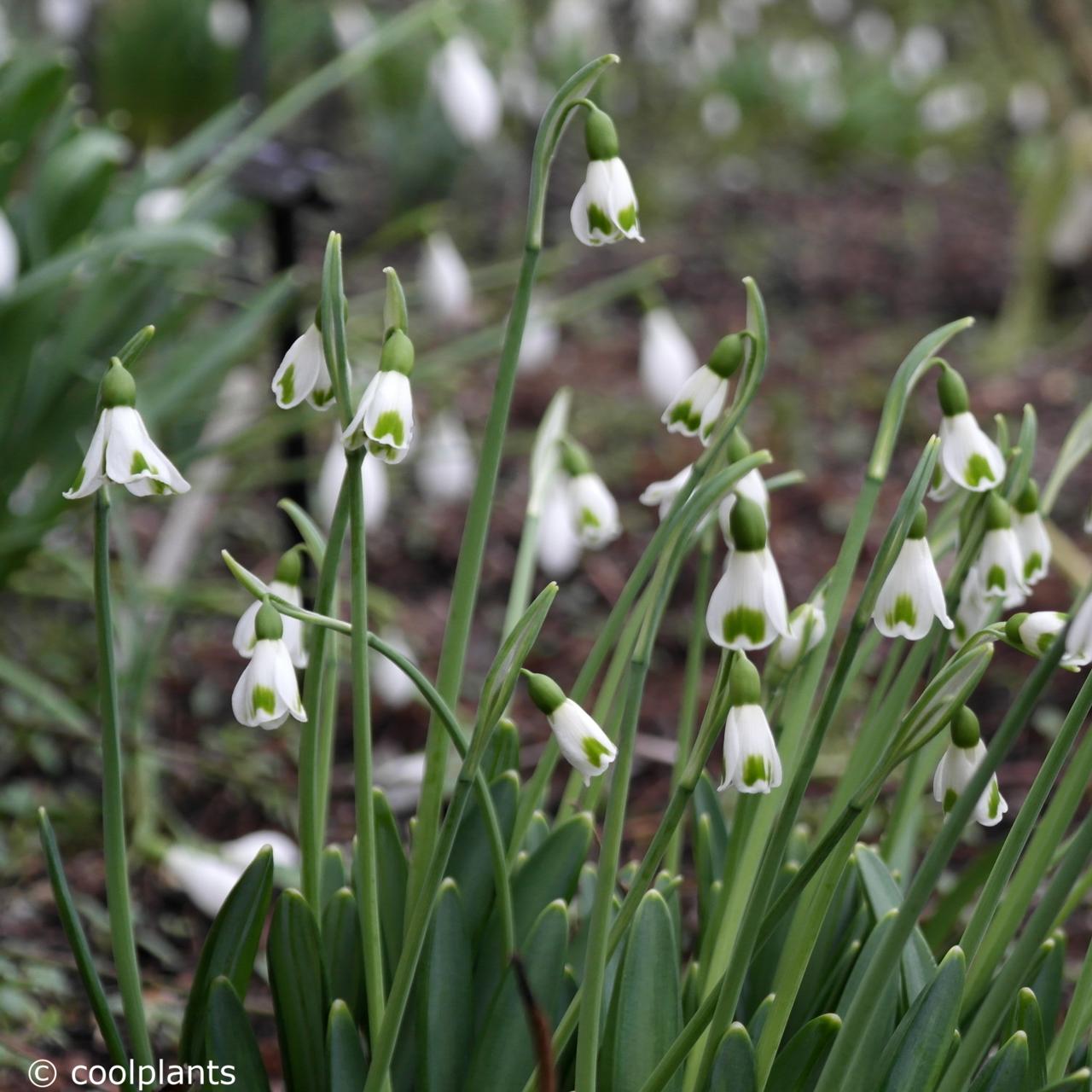 Galanthus plicatus 'Trym' plant