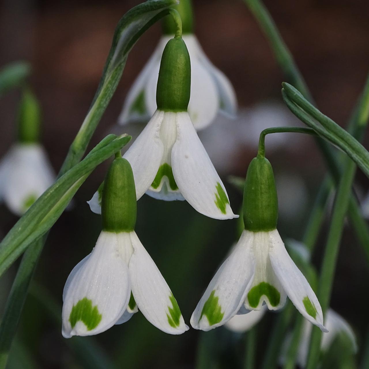 Galanthus plicatus 'Trymlet' plant