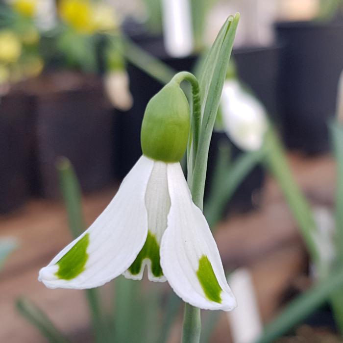 Galanthus plicatus 'Trympostor' plant