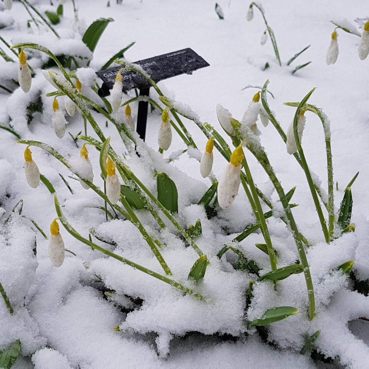 Galanthus plicatus 'Wendy's Gold' plant