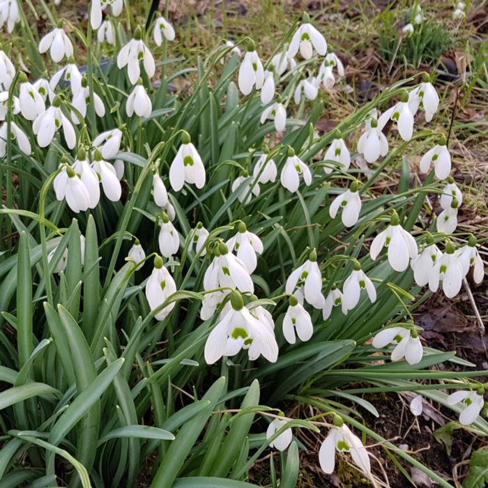 Galanthus plicatus x nivalis plant