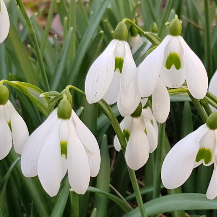 Galanthus plicatus x nivalis plant