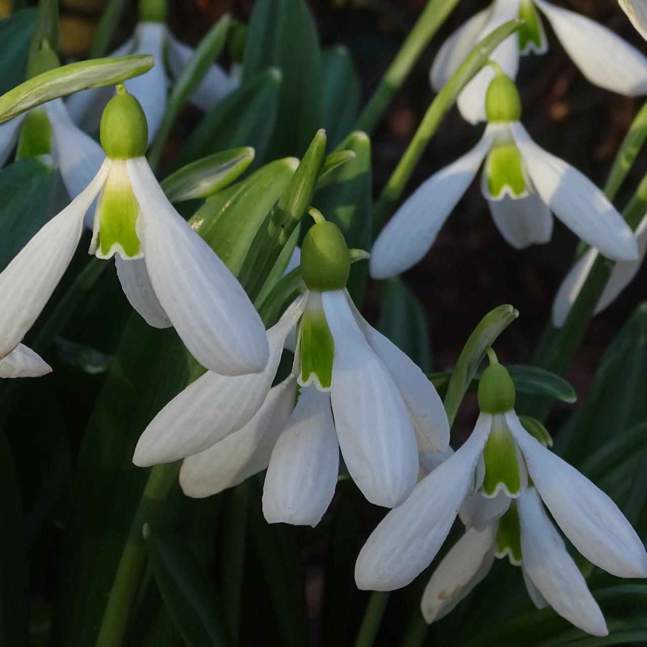 Galanthus plicatus 'Yaffle' plant