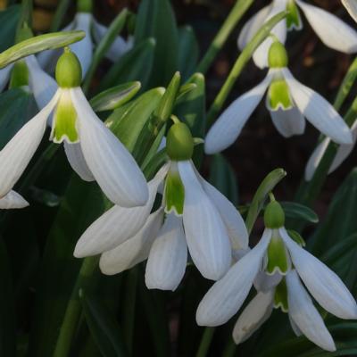 galanthus-plicatus-yaffle_400.jpeg