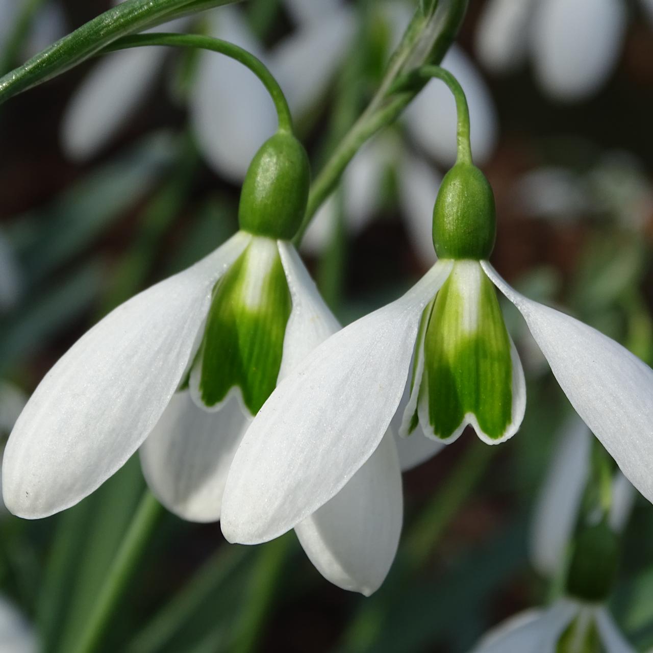 Galanthus 'Pride o'the Mill' plant