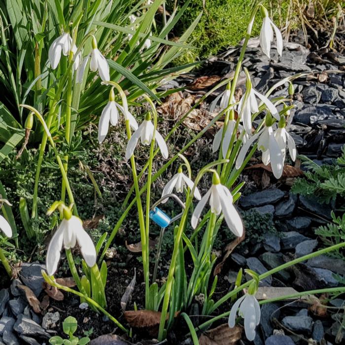 Galanthus reginae-olgae subsp. r.o. plant