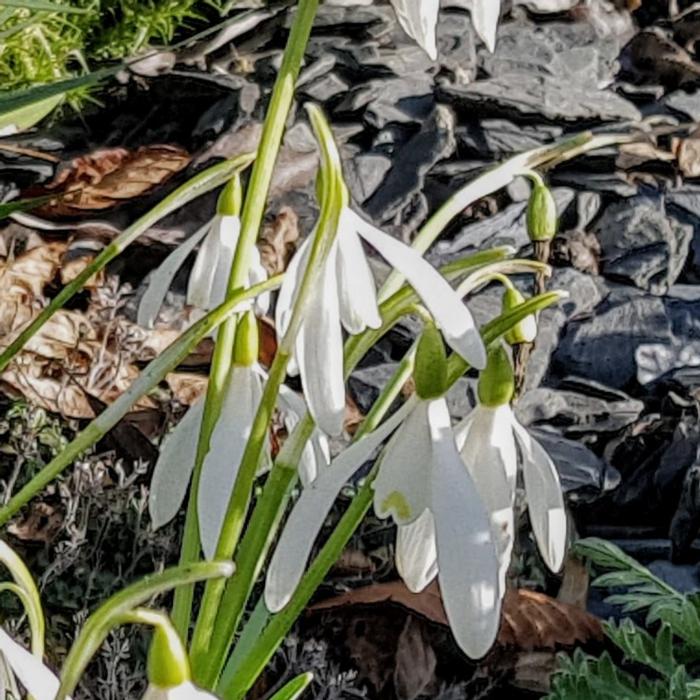 Galanthus reginae-olgae subsp. r.o. plant