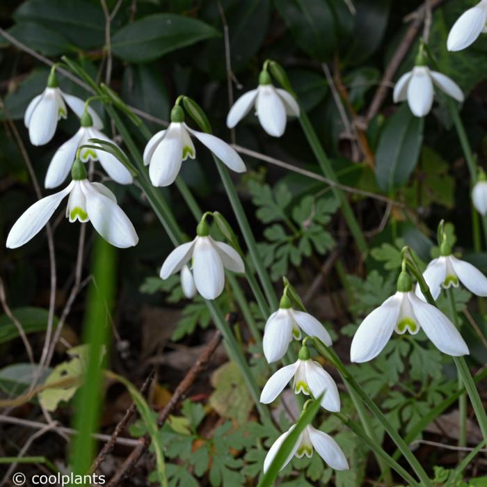 Galanthus reginae-olgae subsp. r.o. plant