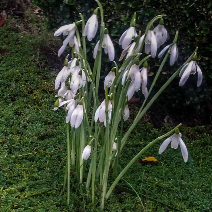 Galanthus reginae-olgae subsp. r.o. plant