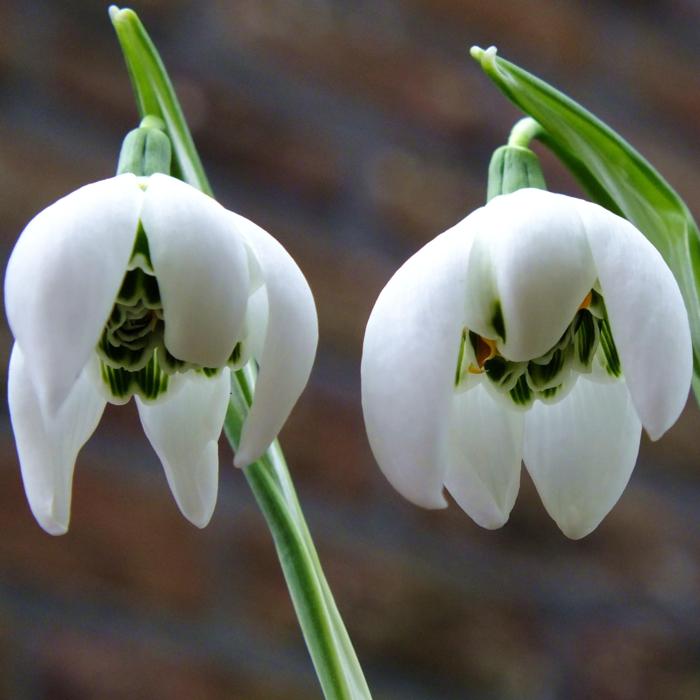 Galanthus 'Richard Ayres' plant